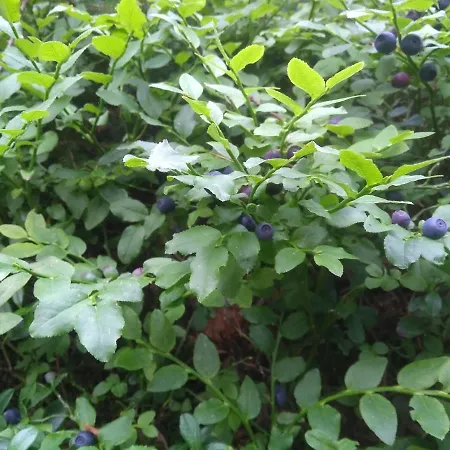 山林小屋 Ziva Pod Babou Horou