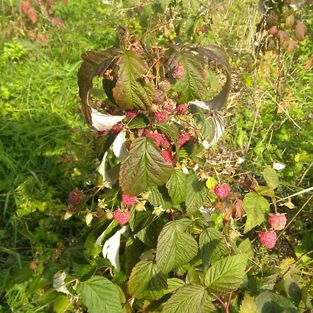 Ziva Pod Babou Horou *