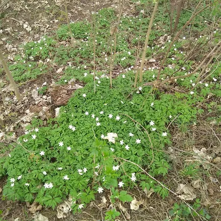 山林小屋 Ziva Pod Babou Horou Oravská Polhora