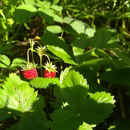 山林小屋 Ziva Pod Babou Horou *