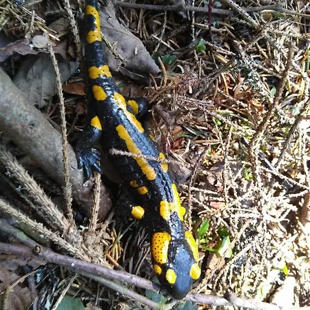 Chata živa Pod Babou Horou *