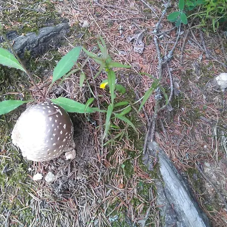 živa Pod Babou Horou Chata