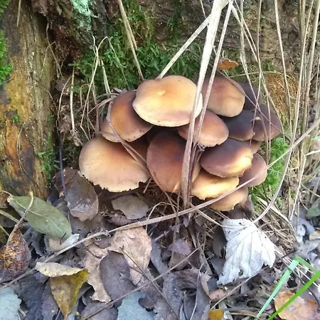 Ziva Pod Babou Horou Oravská Polhora