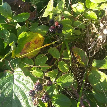 živa Pod Babou Horou