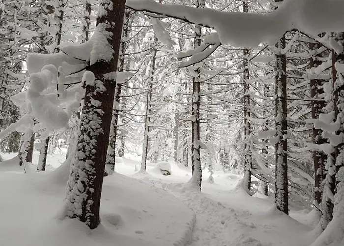 Ziva Pod Babou Horou Orman Evi