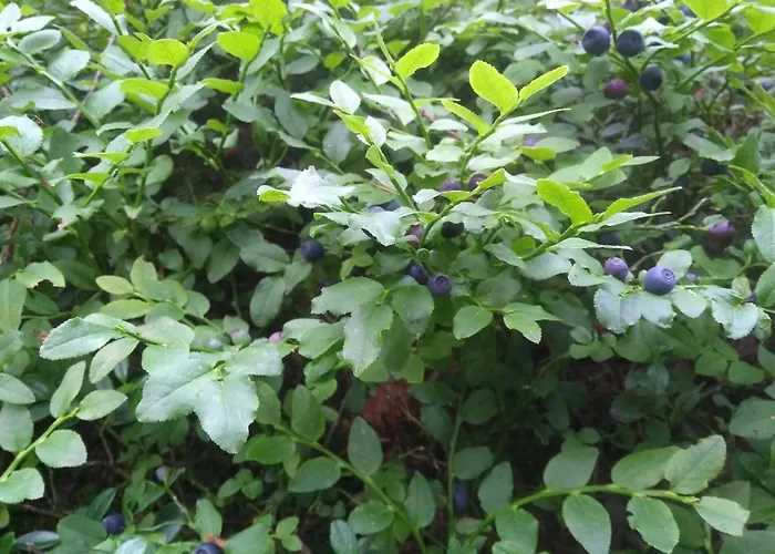 Orman Evi Ziva Pod Babou Horou