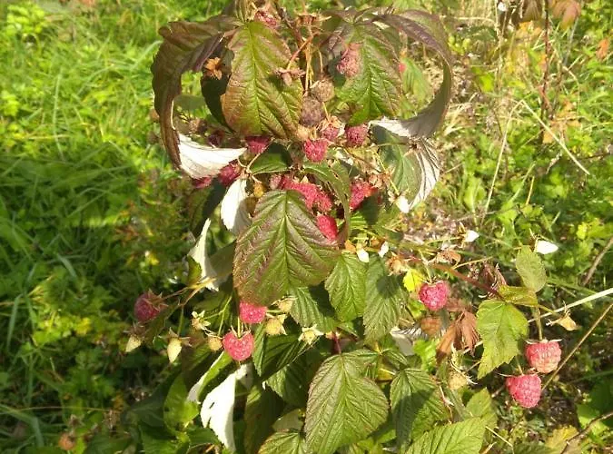 Ziva Pod Babou Horou *