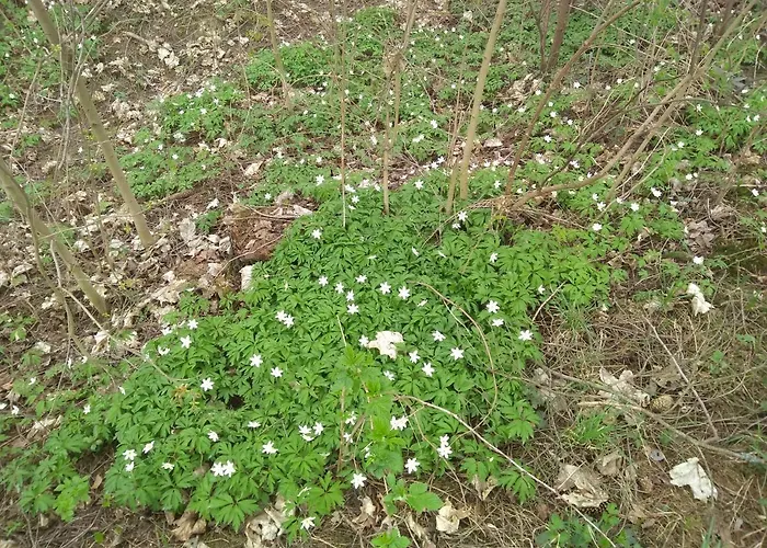 Orman Evi Ziva Pod Babou Horou Oravská Polhora