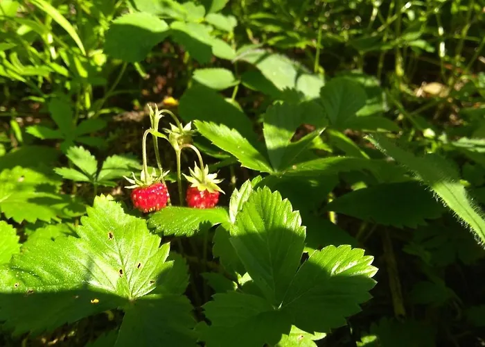 Orman Evi Ziva Pod Babou Horou *