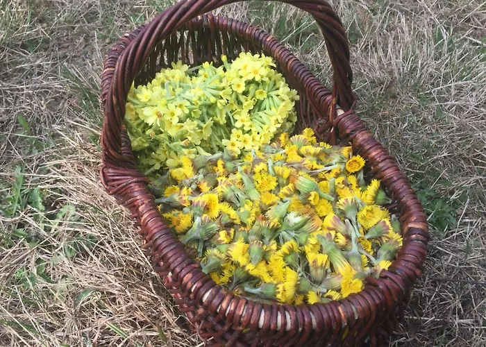 Orman Evi Ziva Pod Babou Horou Oravská Polhora