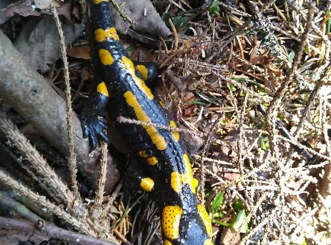 Orman Evi Ziva Pod Babou Horou *