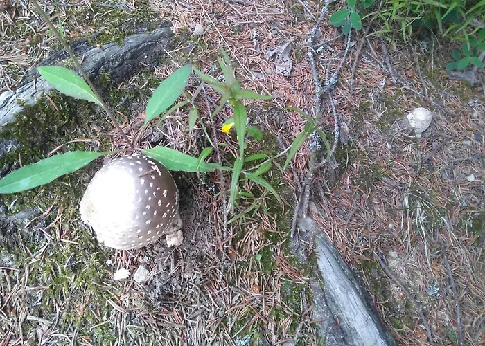 Ziva Pod Babou Horou Orman Evi