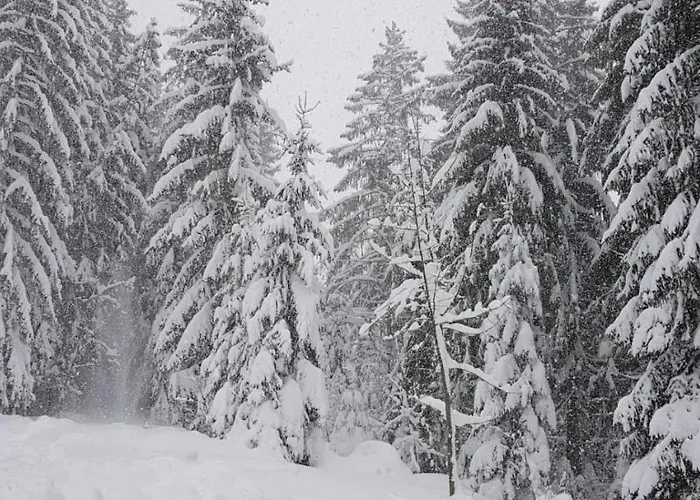 Ziva Pod Babou Horou Orman Evi *