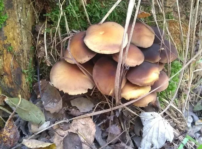 Ziva Pod Babou Horou Oravská Polhora