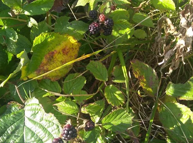 Ziva Pod Babou Horou