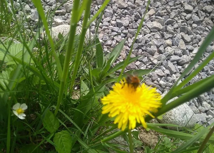 Ziva Pod Babou Horou Orman Evi Oravská Polhora